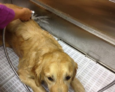 Hund beim Baden